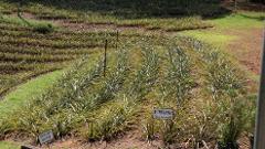 Croydon Plantation Tour A Coffee & Pineapple Plantation