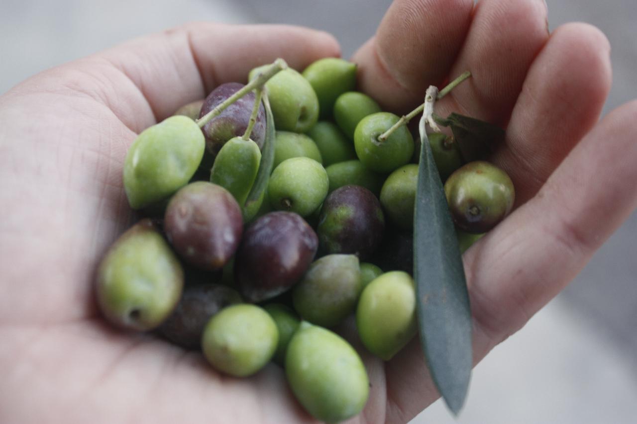 WINE AND OLIVE TRAILS OF CRETE