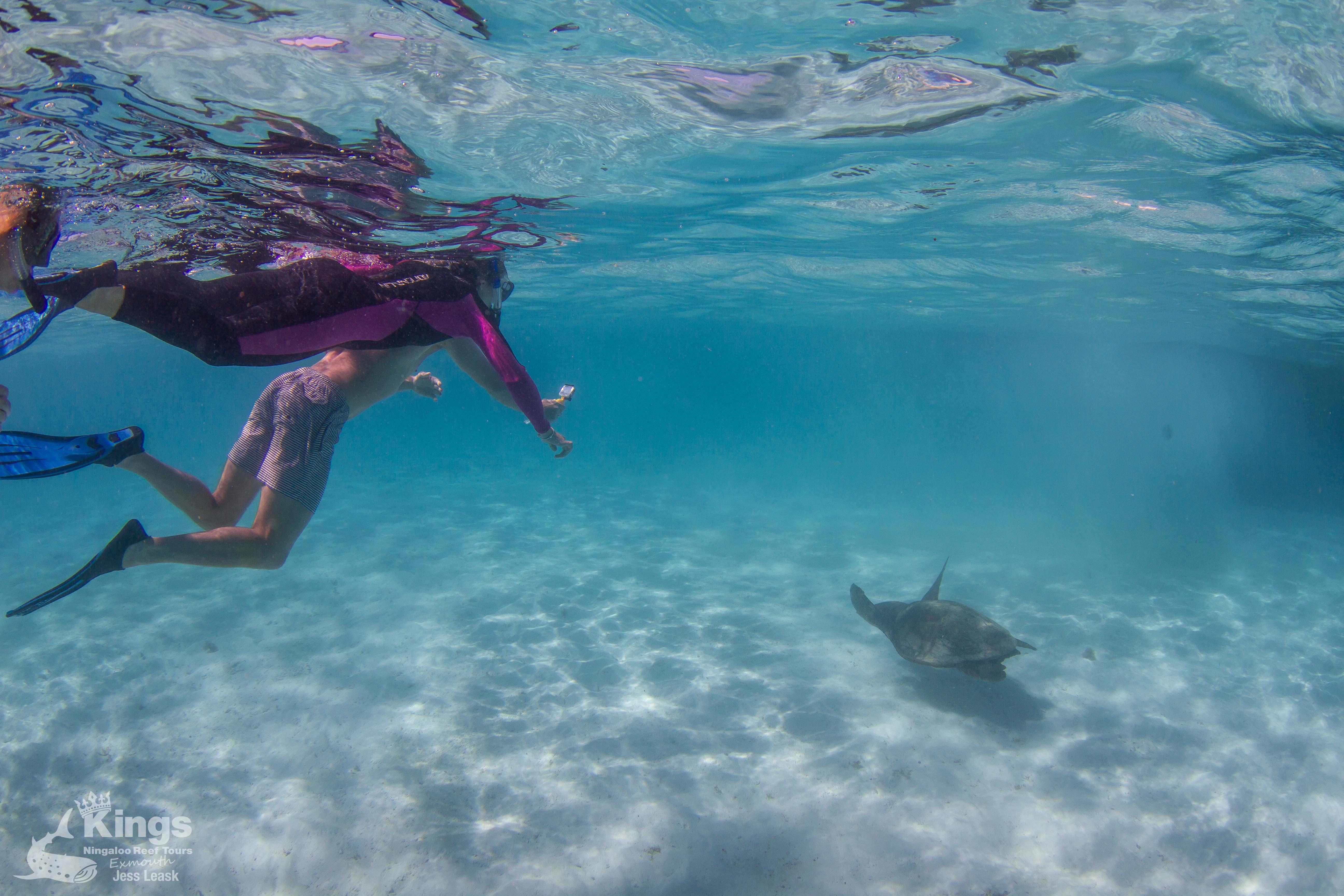 Whale Shark/Humpback/Eco Sea Life Tour (AUG-SEPT)