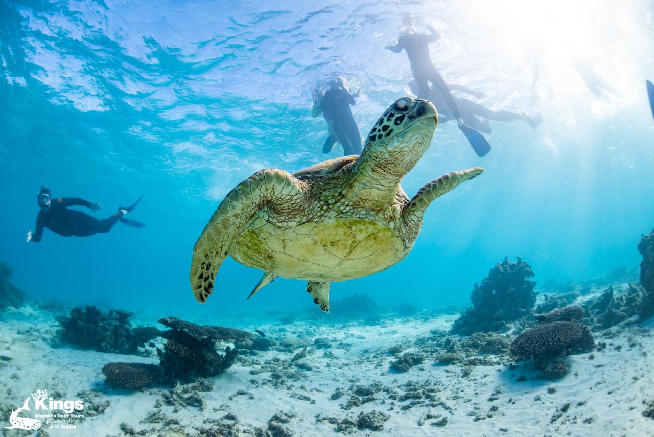 Whale Shark/Humpback/Eco Sea Life Tour (AUGSEPT) Kings Ningaloo Reef