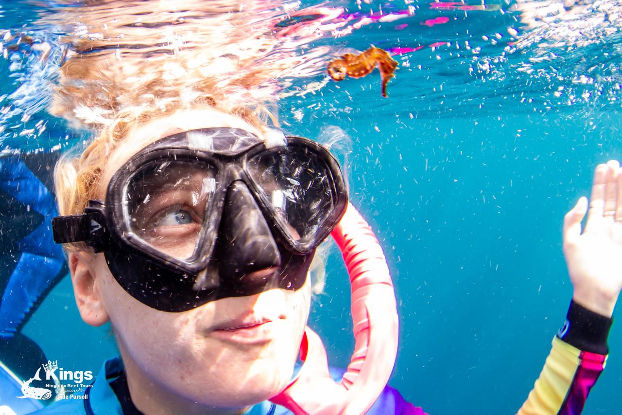 Whale Shark/Humpback/Eco Sea Life Tour (AUGSEPT) Kings Ningaloo Reef