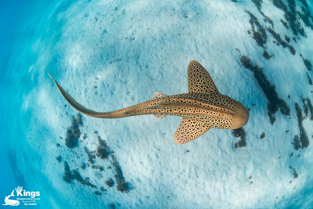 Whale Shark/Humpback/Eco Sea Life Tour (AUGSEPT) Kings Ningaloo Reef Tours Reservations