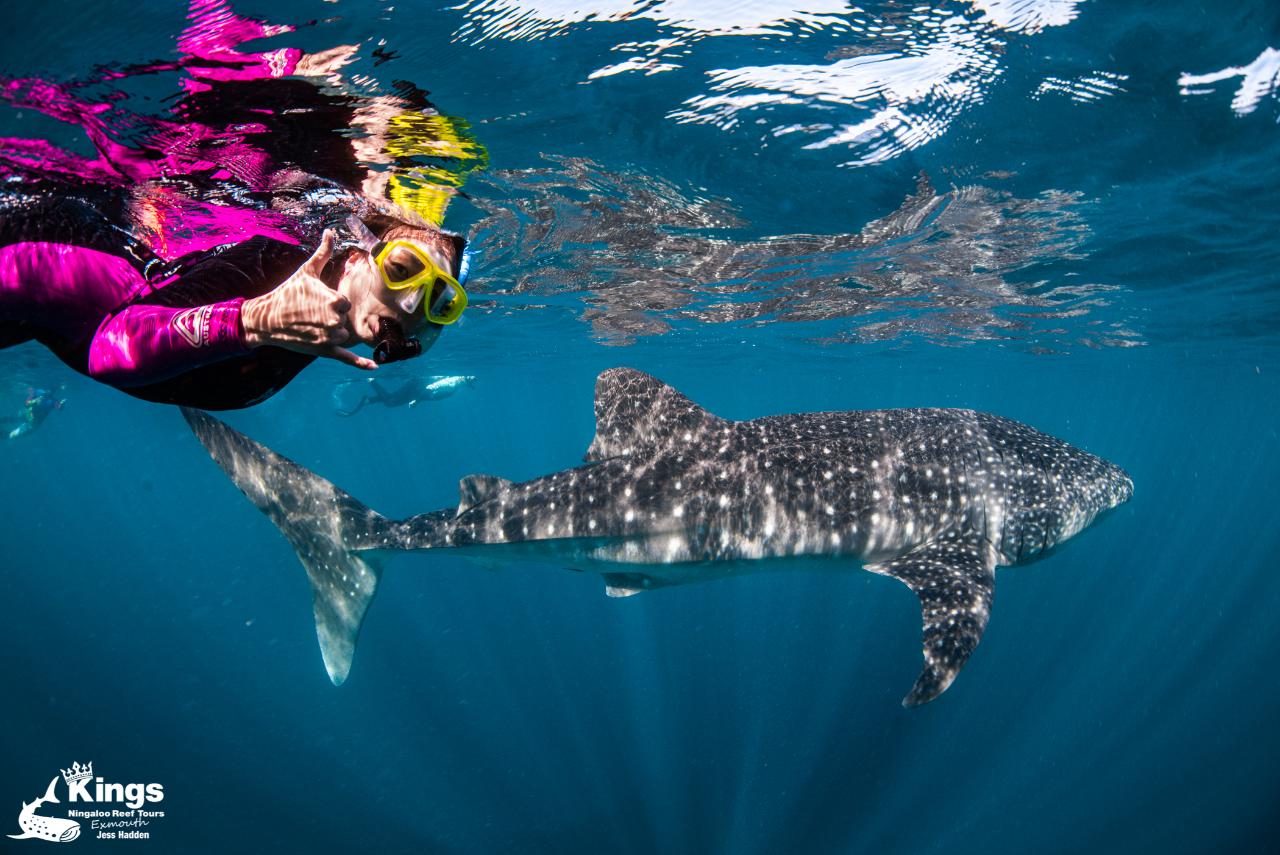 2023 Gift Voucher - Whale Shark Snorkel Adventure - Kings Ningaloo Reef ...