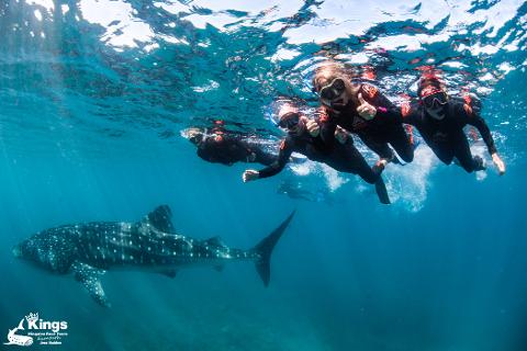 Whale Shark Snorkeling Expedition 2022