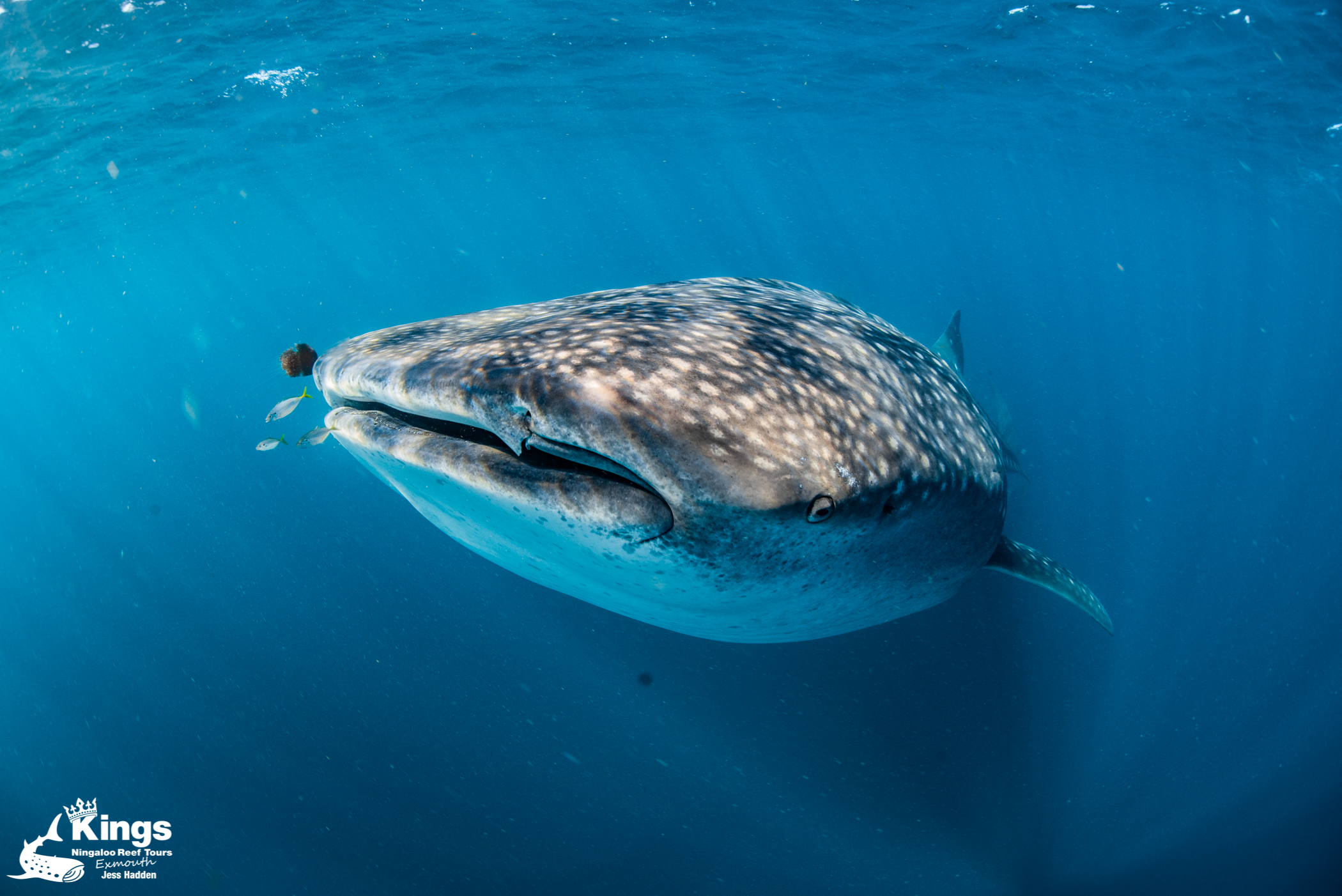 2023 Whale Shark Snorkelling Adventure Tour (APR-JUL)