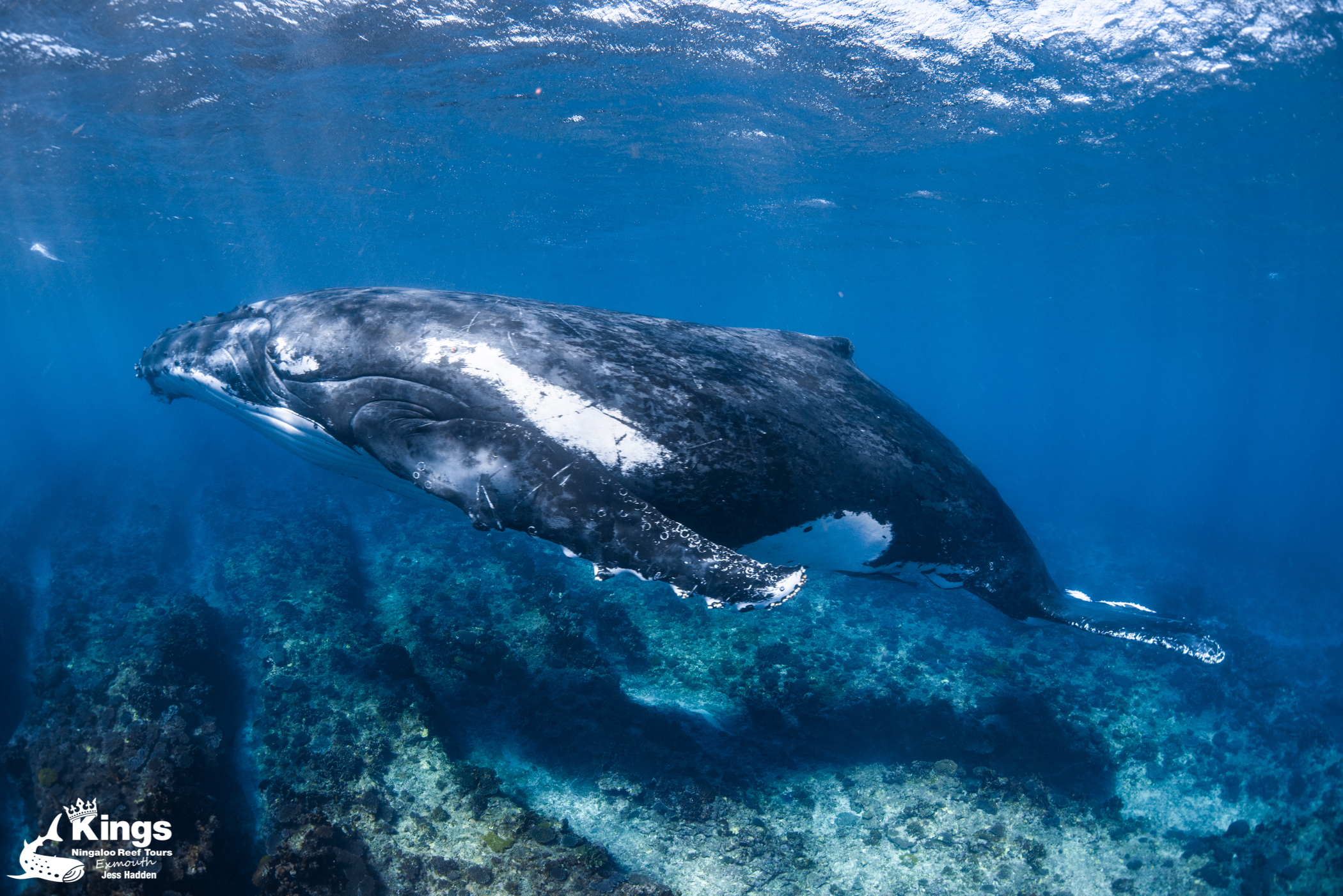 Whale Shark/Humpback/Eco Sea Life Tour (AUG-SEPT)