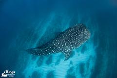 2023 Gift Voucher - Whale shark Snorkel Adventure