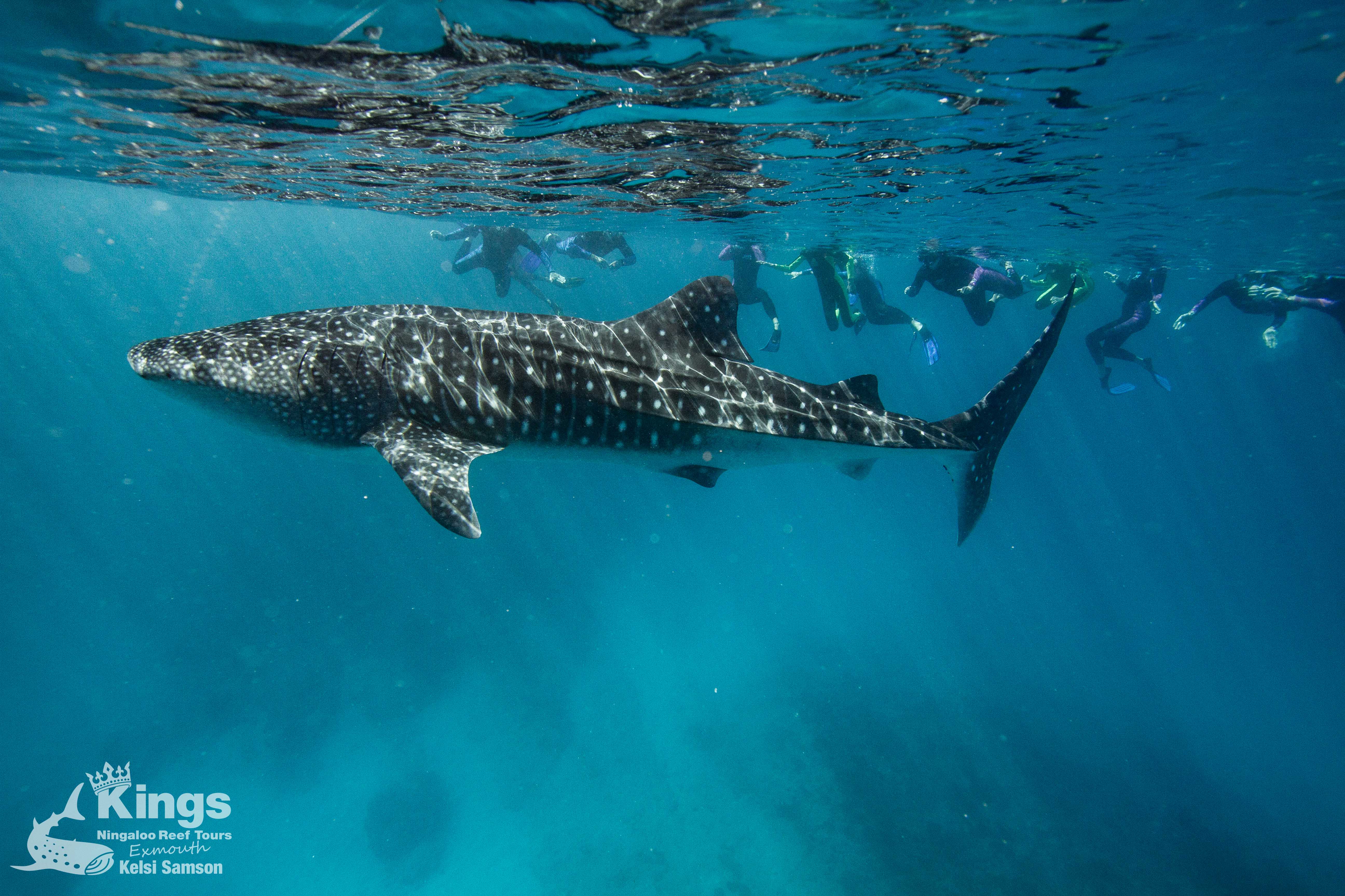 Whale Shark Snorkelling Adventure Tour (APR-JUL)