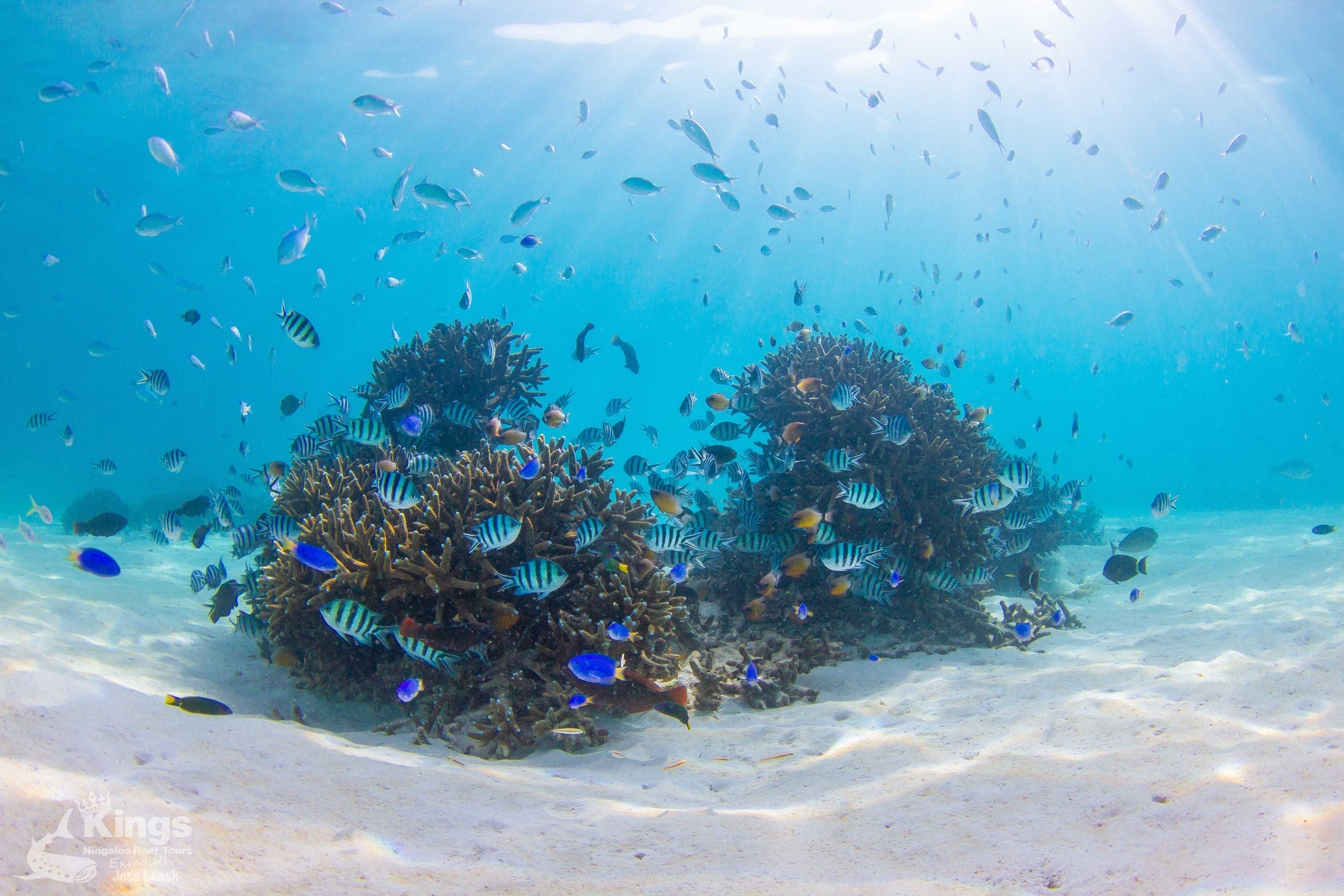Whale Shark Snorkelling Adventure Tour (APR-JUL)