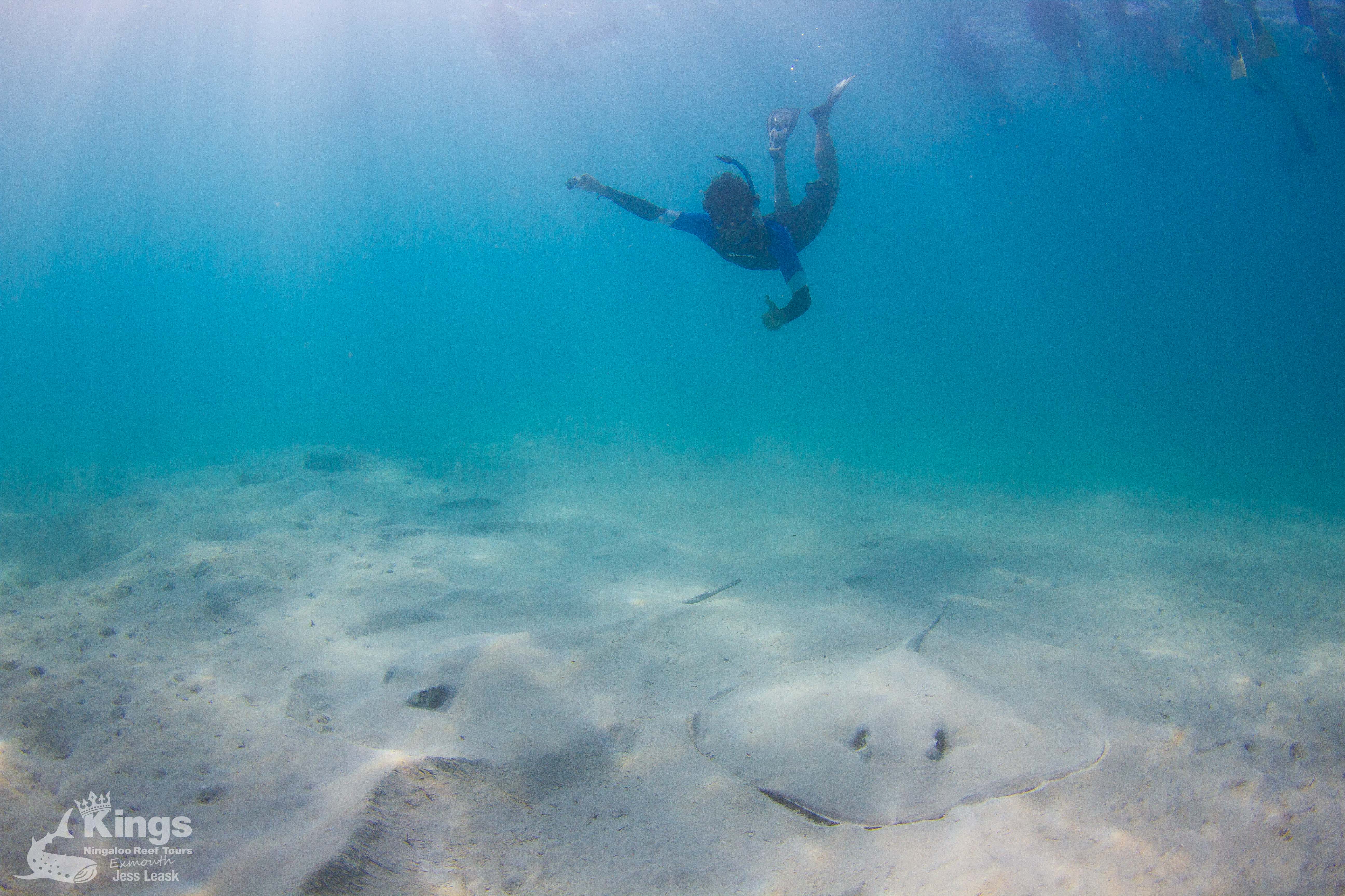 Whale Shark Snorkelling Adventure Tour (APR-JUL)