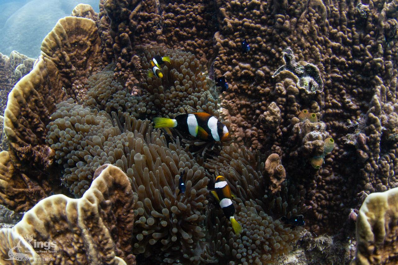 Whale Shark/Humpback/Eco Sea Life Tour (AUGSEPT) Kings Ningaloo Reef