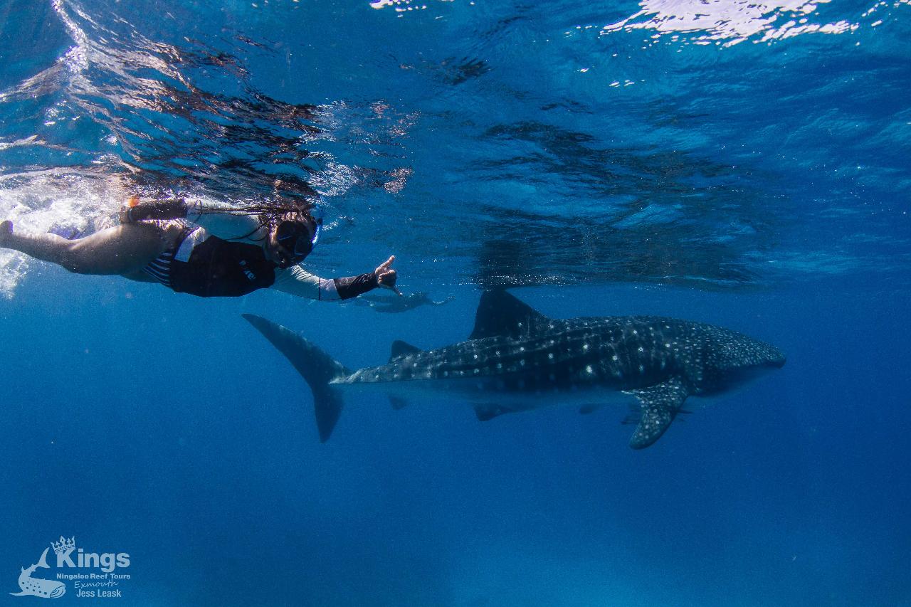 Whale Shark Tour Exmouth