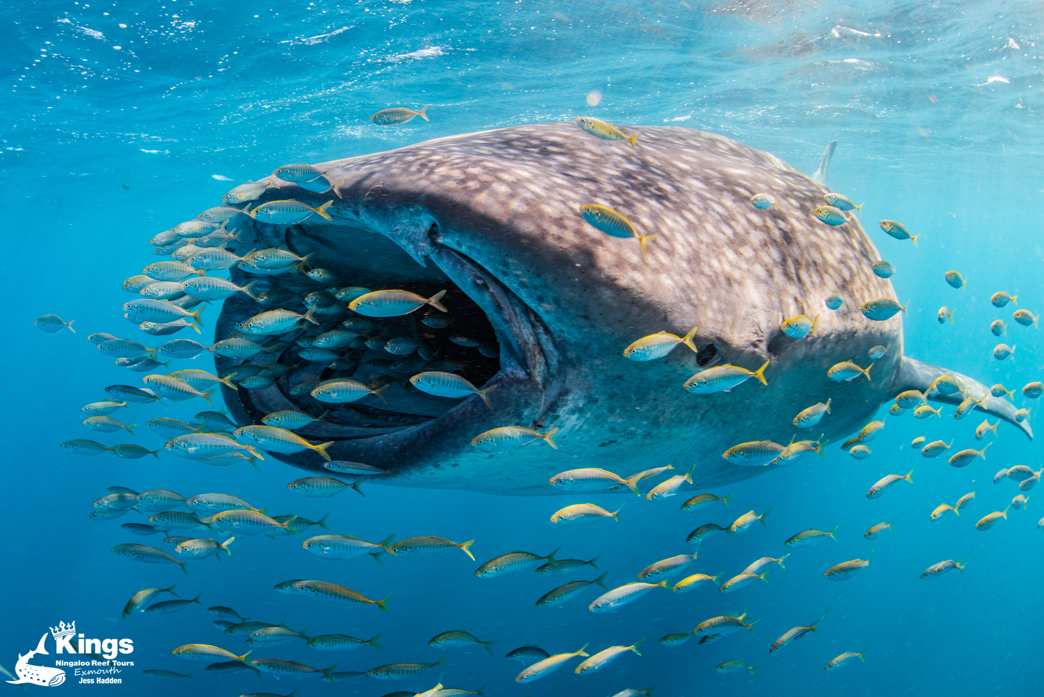 2023 Whale Shark/Humpback/Eco Sea Life Tour (AUG-SEPT)