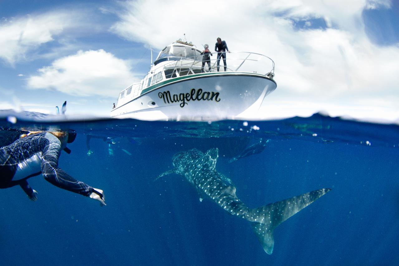 Whale Shark Snorkelling Adventure Tour (APR-JUL)