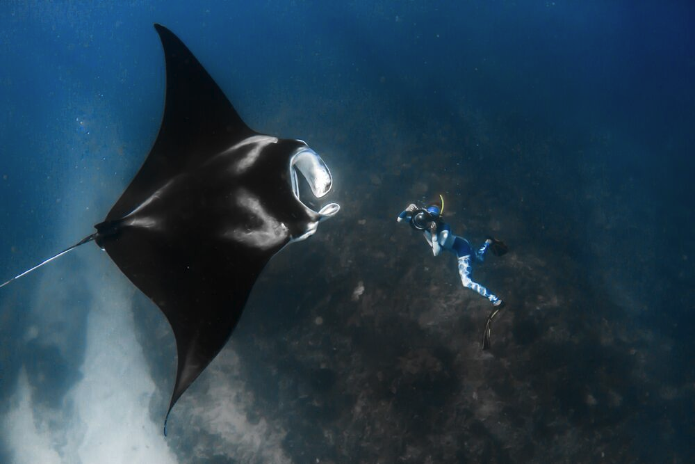 Whale Shark/Humpback/Eco Sea Life Tour (AUG-SEPT)