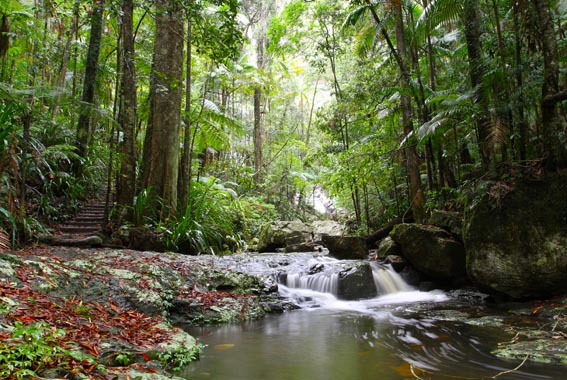 Byron Hinterland 3 Day Walk