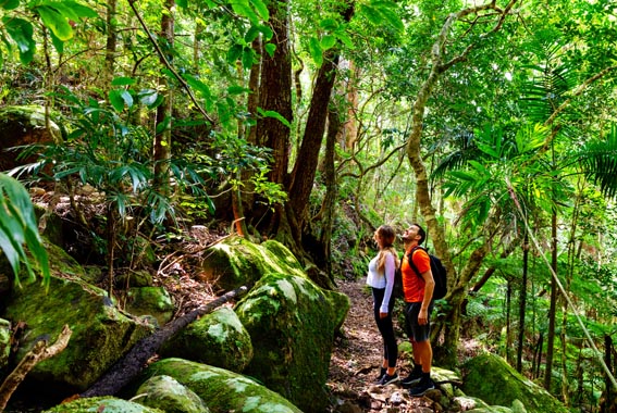 3 Day Noosa and Sunshine Coast Hinterland Walk