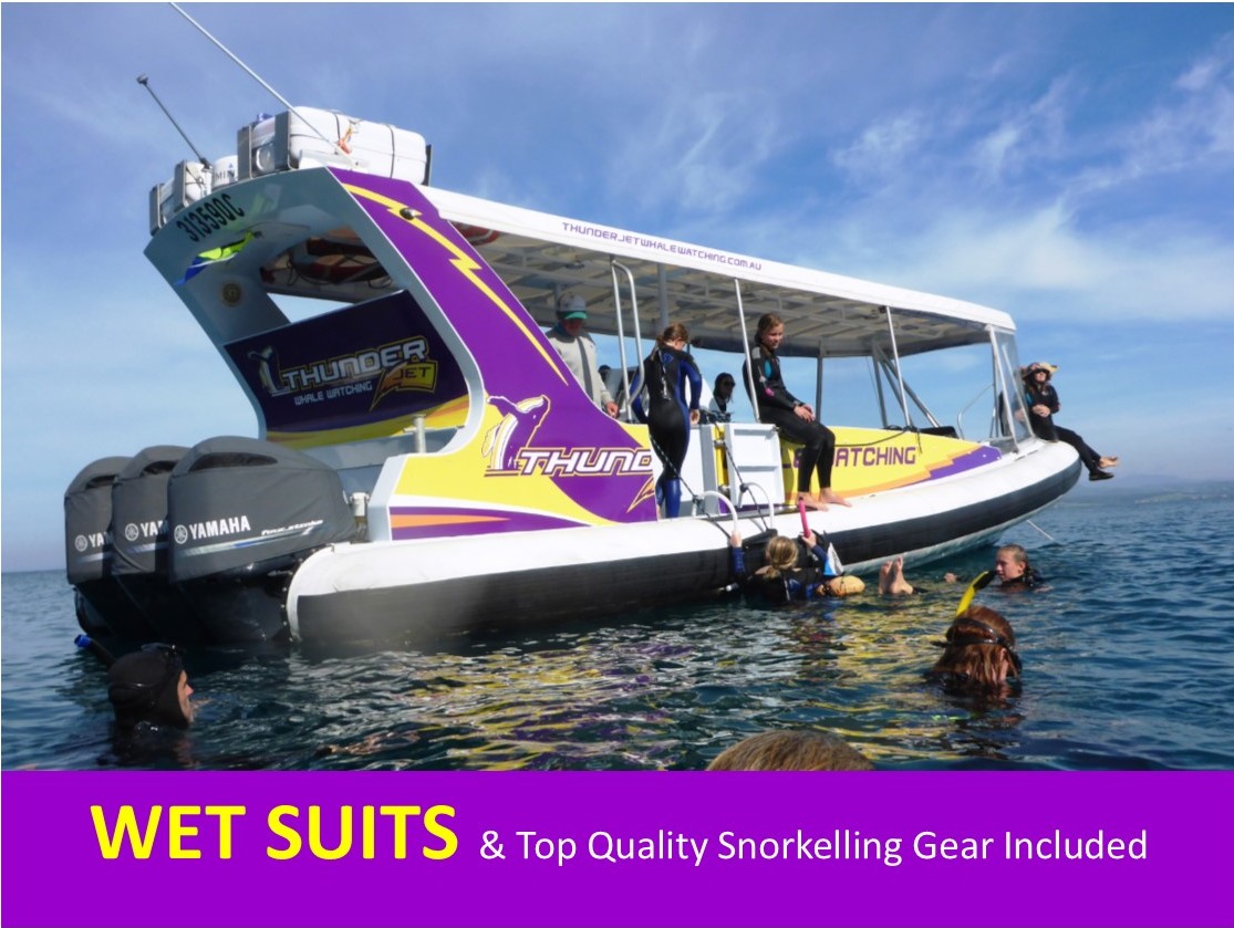 Morning Guided Snorkelling with Seals Discover  your Wild side with Wazza! Guaranteed BEST Time of the Day! PADI Certified (Wetsuits & Snorkelling gear included FREE)
