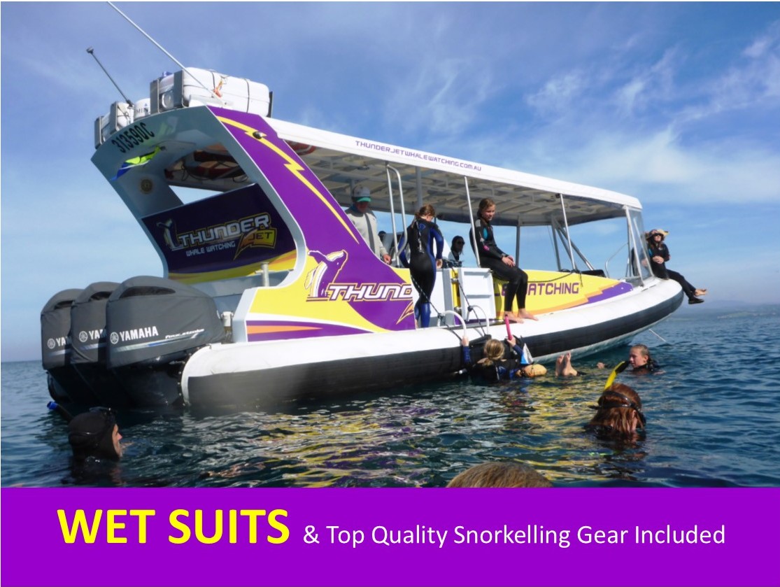 Morning Guided Snorkelling with Seals Discover  your Wild side with Wazza! Guaranteed BEST Time of the Day! PADI Certified (5mm Full Length Wetsuits & Snorkelling gear included FREE)