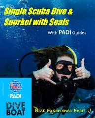 Guided Single Scuba Dive & Snorkel with Seals Adventure  Combo BEST EXPERIENCE  EVER! 