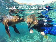  SEAL SWIM Australia Guided Snorkel  or Scuba Dive with Seals SOUTHBOUND Escapes VIP (5mm Full Length Wetsuits and Top Quality gear included)