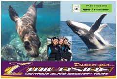 Snorkelling with Seals & Whale Watching Adventure Combo, Discover your Wildside!