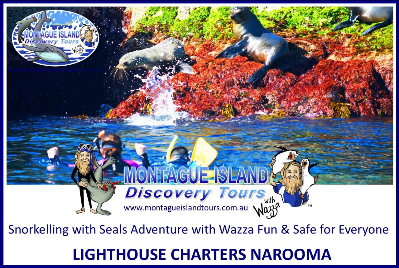 MONTAGUE ISLAND NPWS Guided Discovery Tour & SEAL SNORKELLING COMBO ...