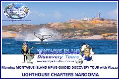 Morning MONTAGUE ISLAND NPWS Guided Discovery Tour Seals & Whale Watching Sept & Oct  8.00am