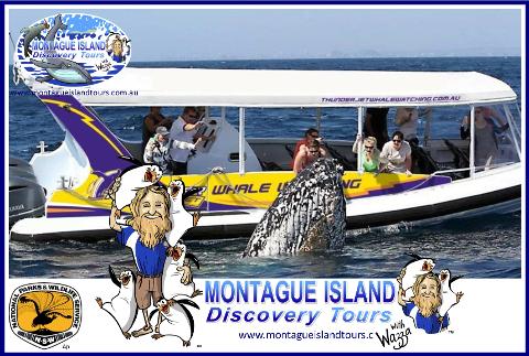 MONTAGUE ISLAND NPWS Guided Little PENGUIN Sunset Discovery Tour Seals & WHALE WATCHING Sept to Nov