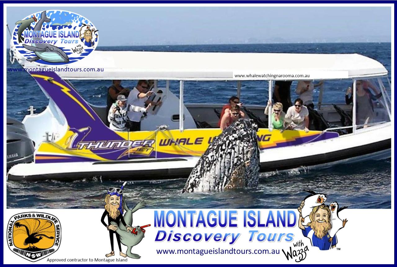 Whale Watching Adventure & Eco 1 Seals Cruise, 8.00am Whale Guarantee Best time of the Day! 