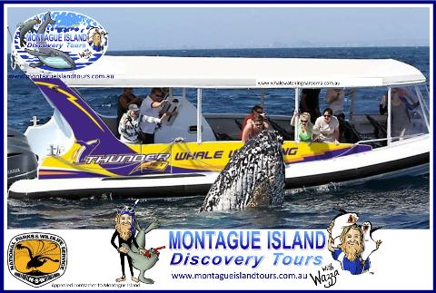 8.00am Whale Watching Adventure & Eco Seal Cruise *Best time of the Day*