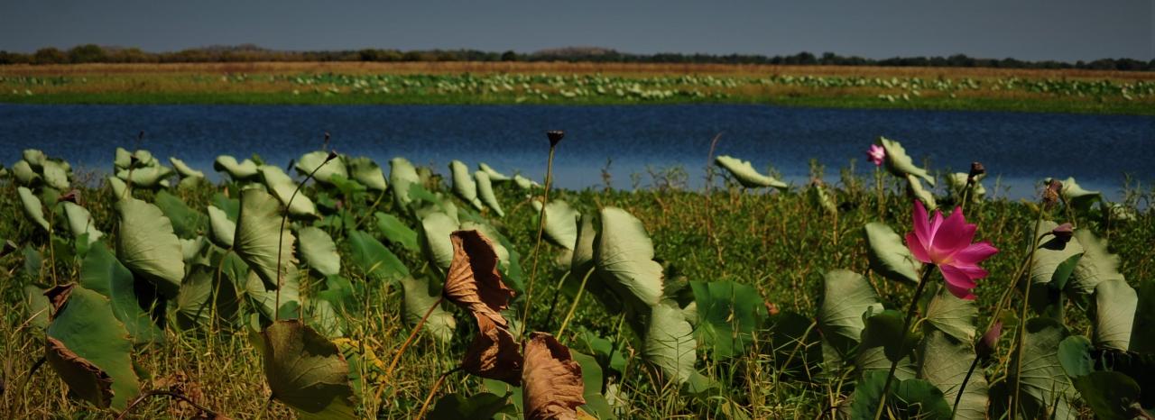 Mikinj Valley (Red Lily) Arnhem Land Sightseeing Day Tour (ex Darwin)