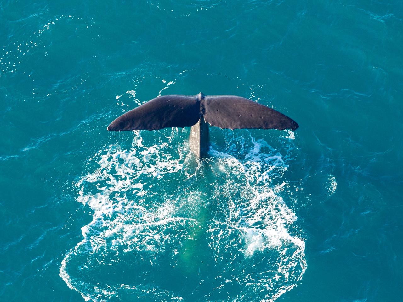 Whale Watch Discovery