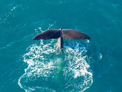 Whale Watch Discovery