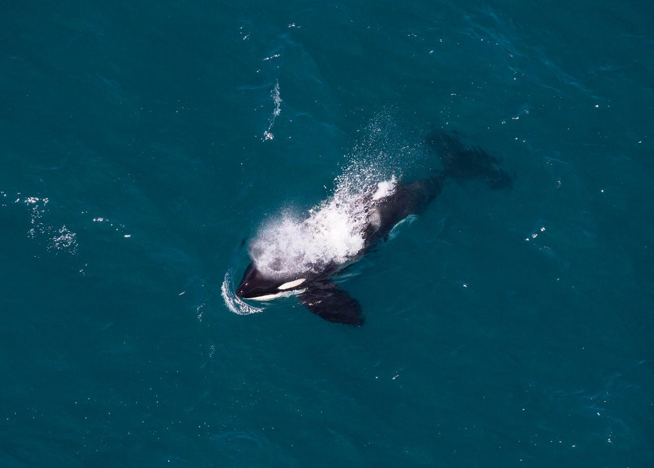 Whale Watch Premier