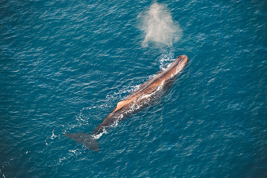 Whale Watch Ocean Safari