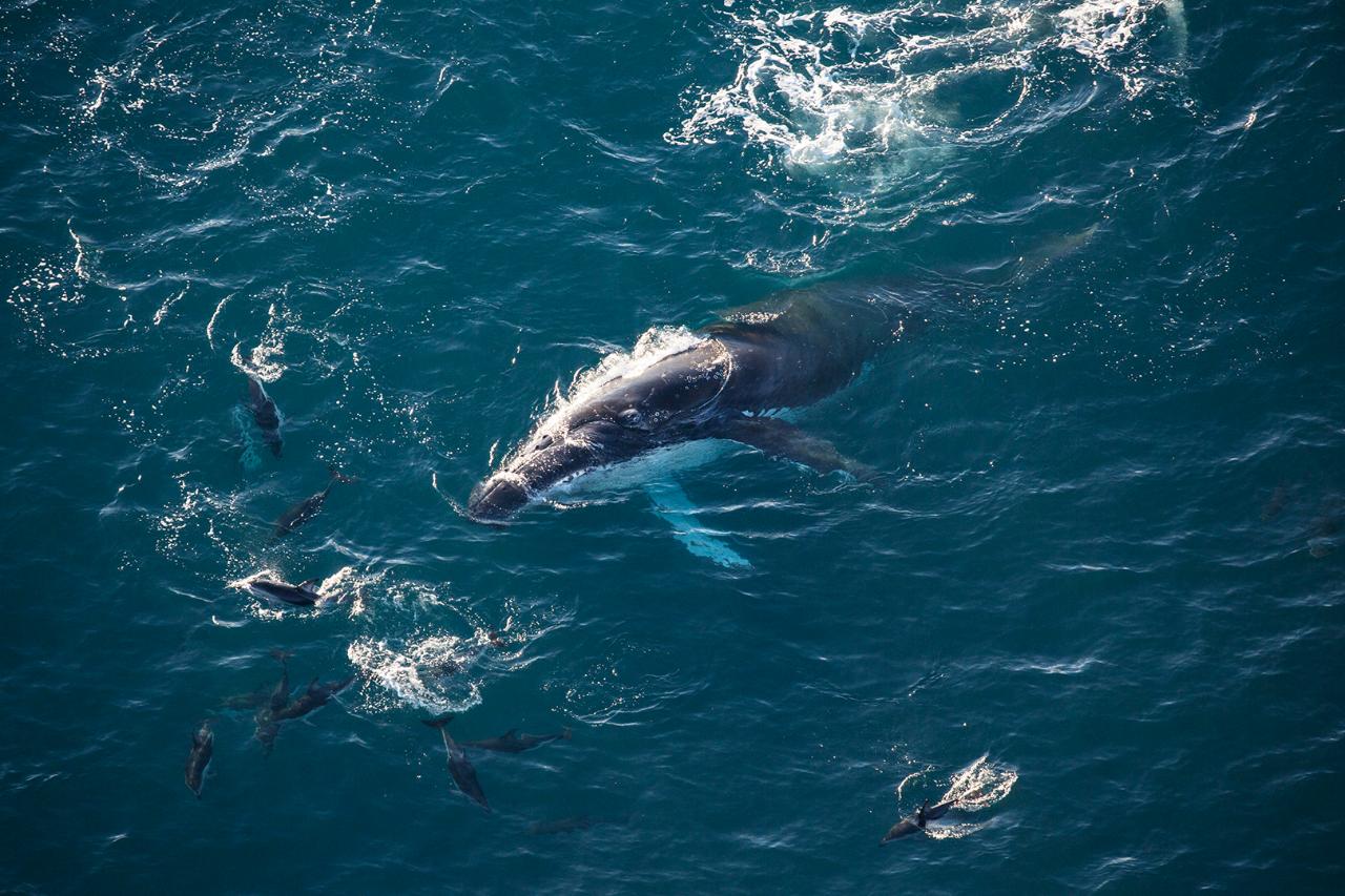 Whale Watch Ocean Safari