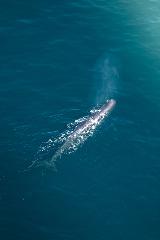Whale Watch Discovery