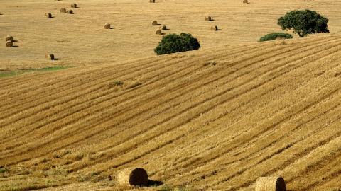 Golden Plains: Évora Region Shared Tour