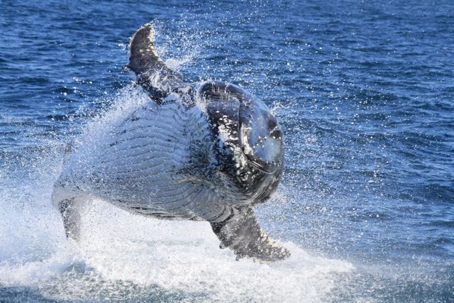 Sydney Express Whale Watching Cruise - Saturdays, Sundays & Public Holidays