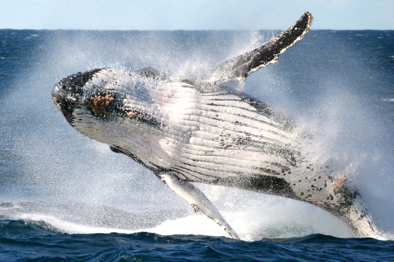 Sydney Express Whale Watching Cruise - Weekdays