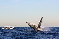 2hr "Sensational" Whale Adventure