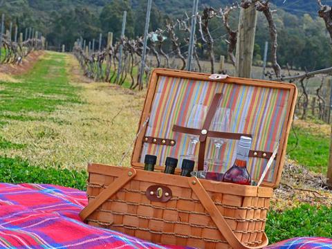 Picnic among the vines