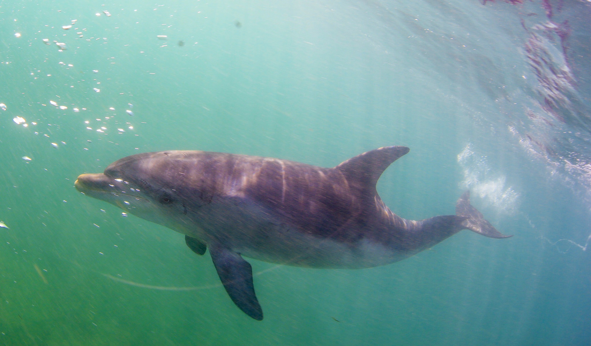 3 hour Dolphin Swim Private experience.