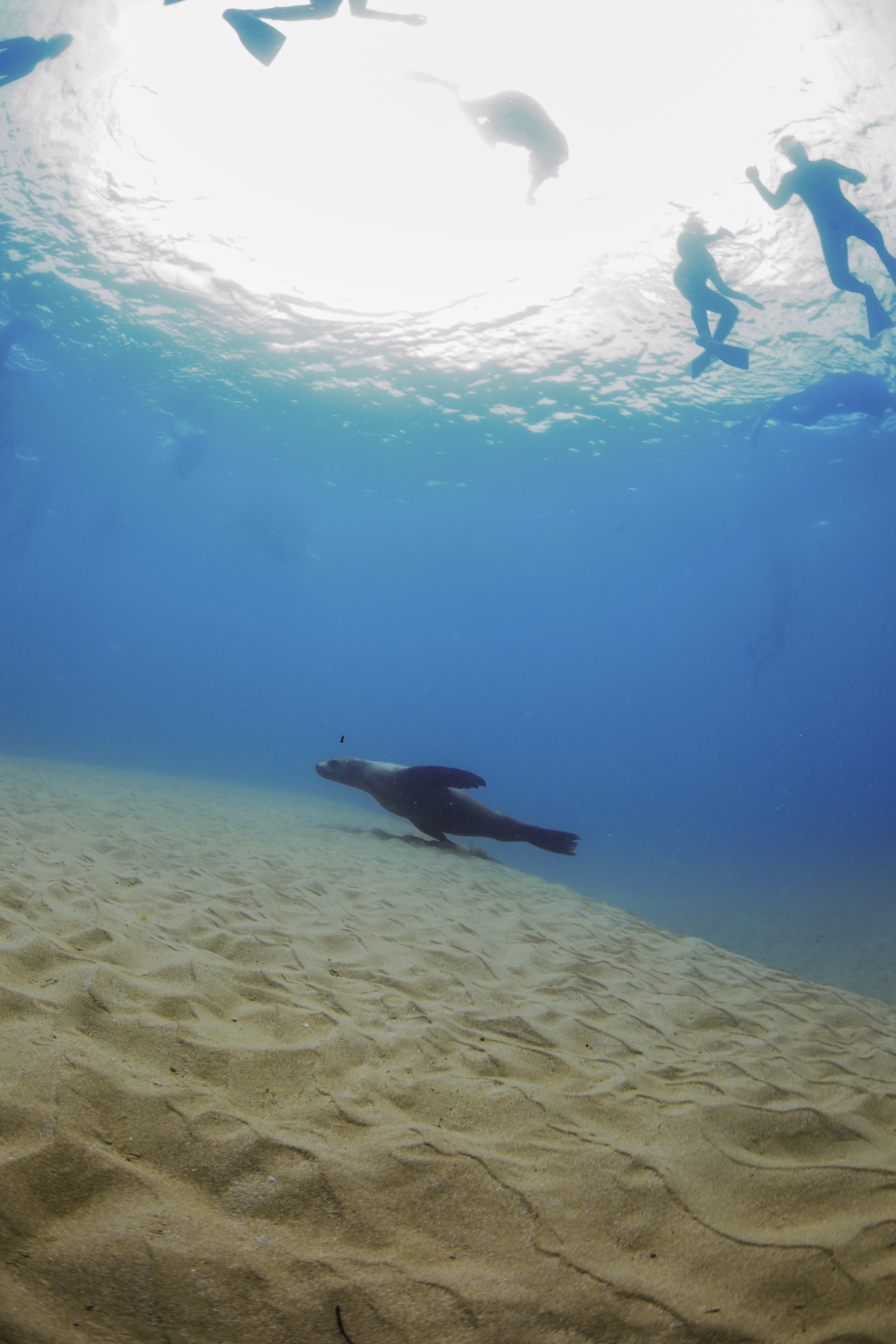 Breakfast or Lunch snorkel with the Seals