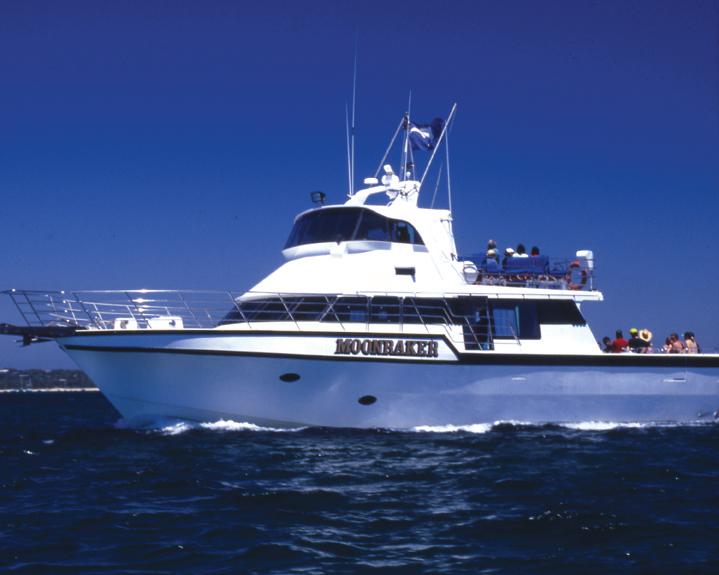 Breakfast or Lunch snorkel with the Seals