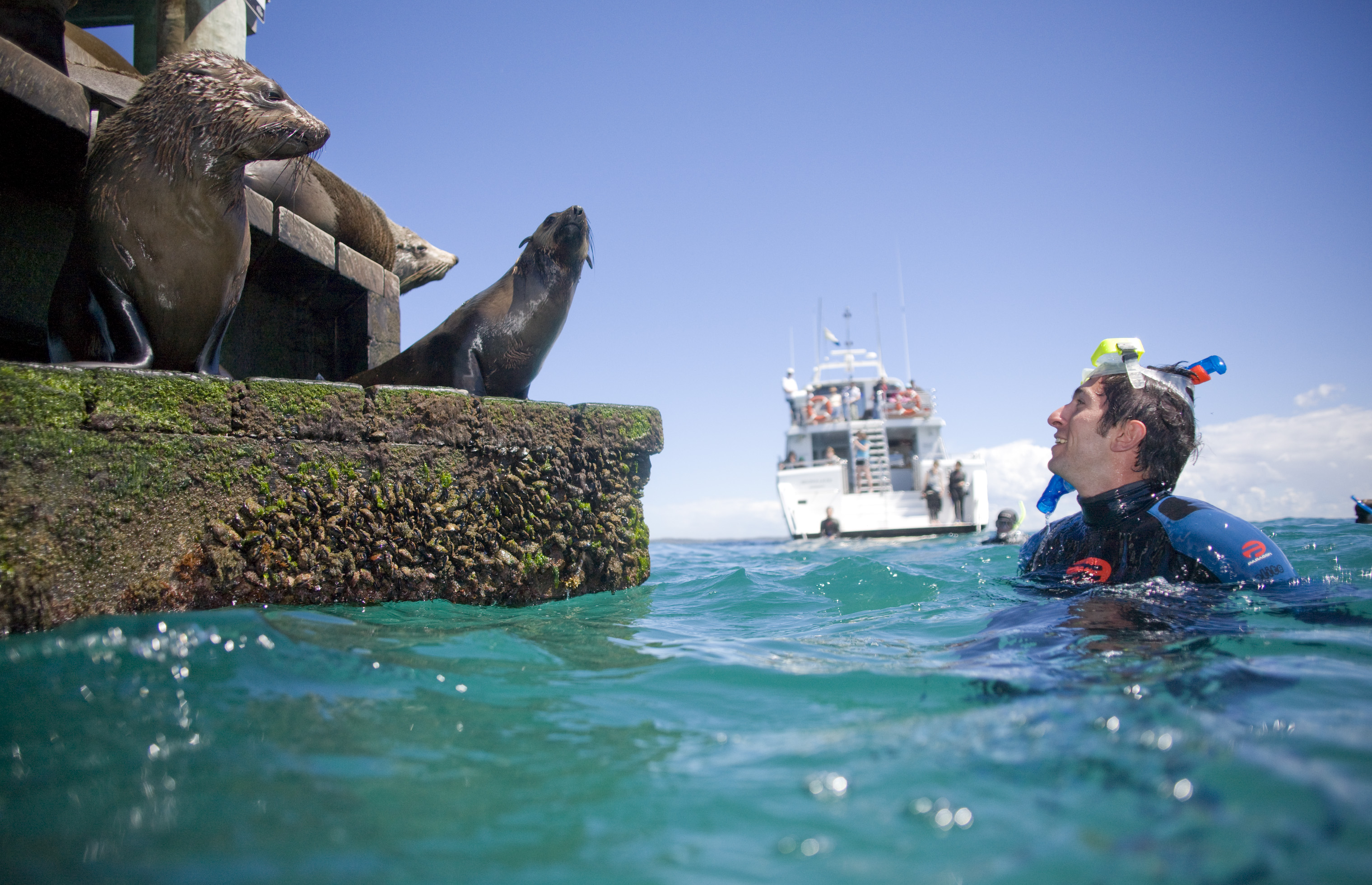 Breakfast or Lunch snorkel with the Seals