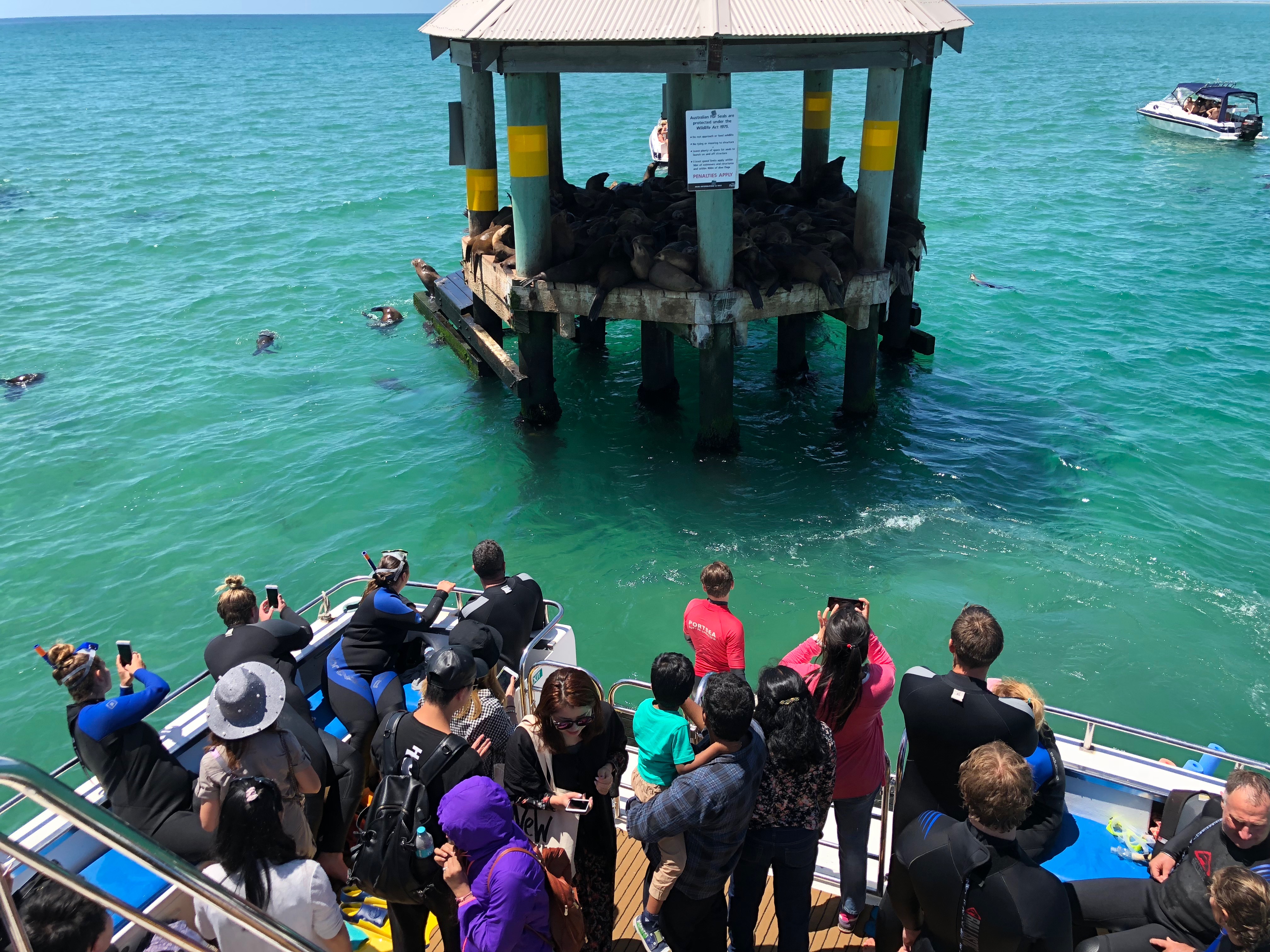 Breakfast or Lunch snorkel with the Seals