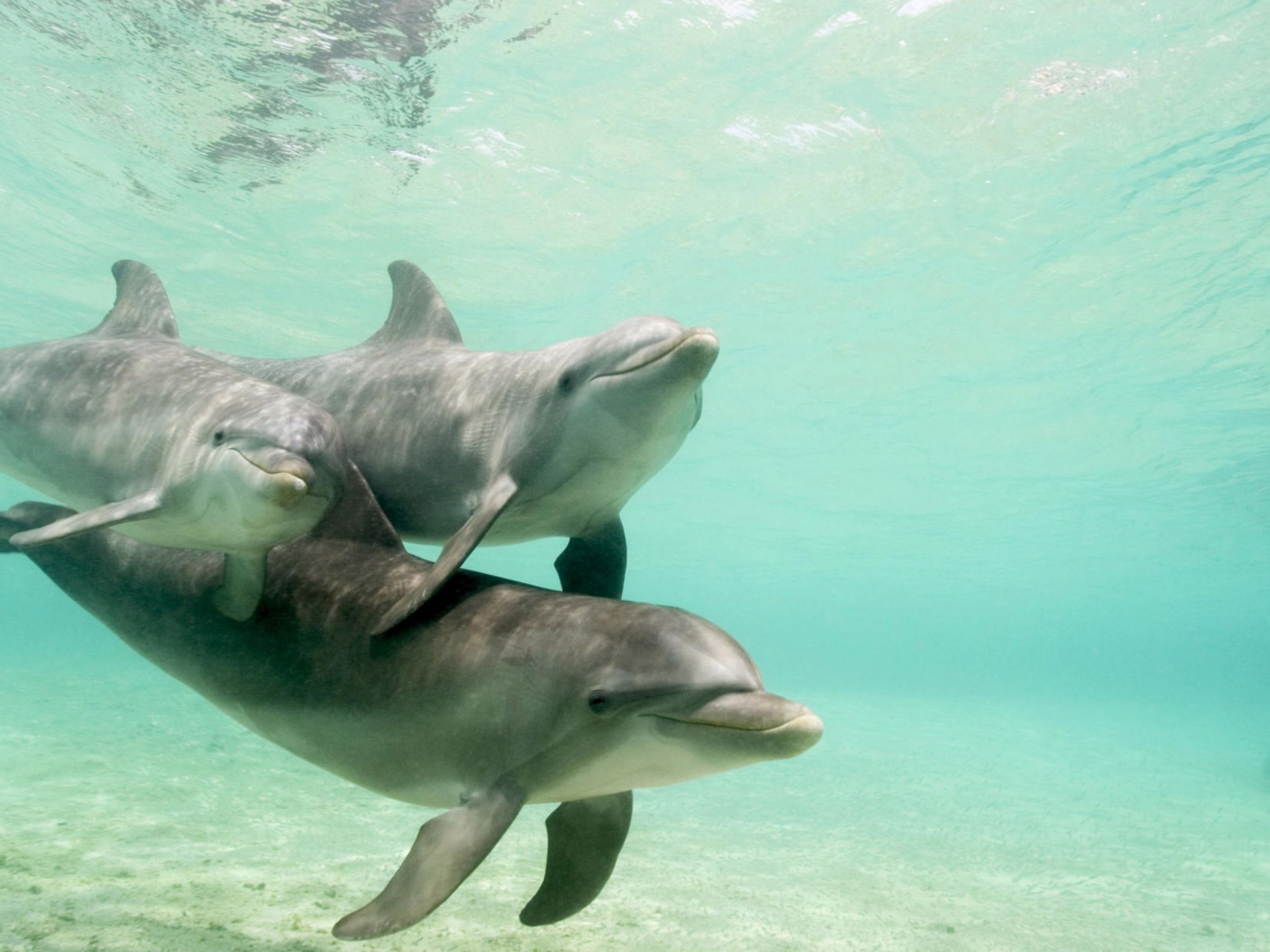 Small Group Dolphin And Seal Swim Private Charter Moonraker Dolphin Swims Reservations