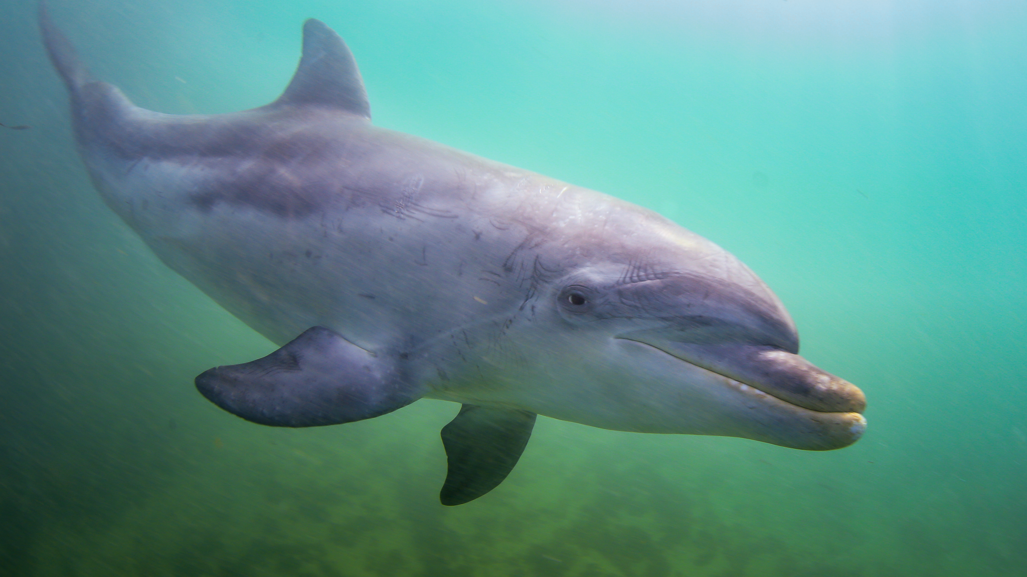 3 hour Dolphin Swim Private experience.